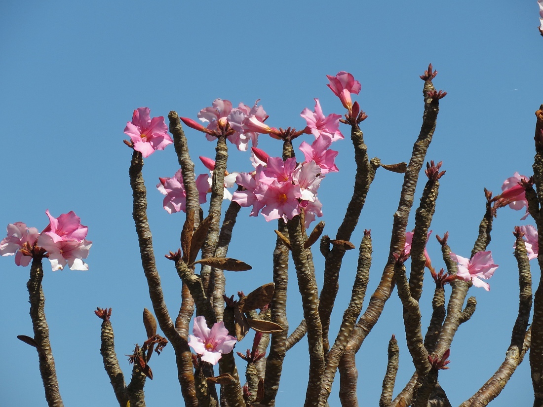 Imagem de Rosa do deserto