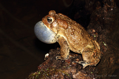 Anaxyrus americanus charlesmithi