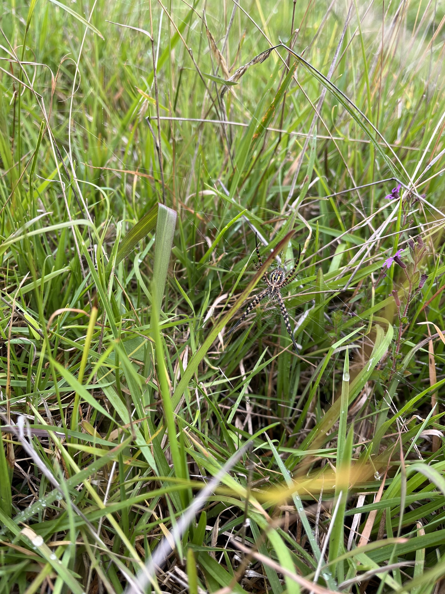 Argiope trifasciata image