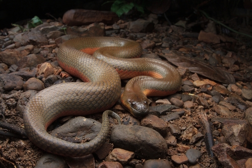 Blotched-Lipped Mud Snake
