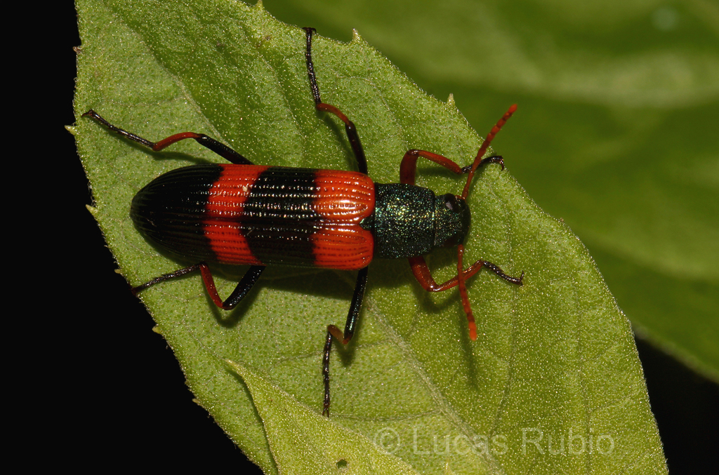 Strongylium decoratum