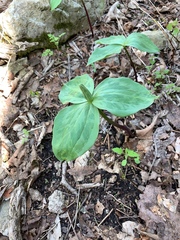 Trillium viridescens