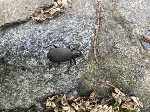 Calosoma chinense