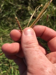 Carex flagellifera