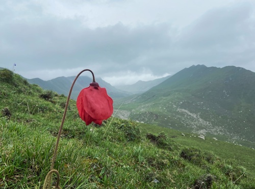Red Poppywort