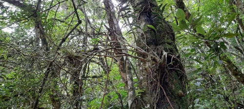 Image of Hatiora salicornoides by (c) Mathew Rees, some rights reserved (CC BY)