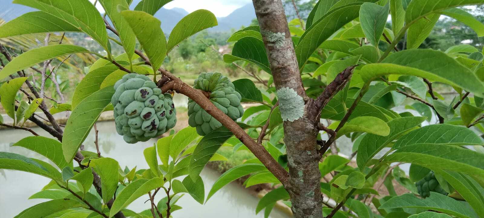 Imagem de Fruta-do-conde