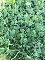 Trifolium repens