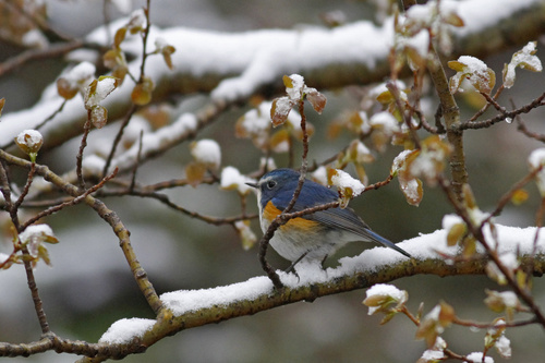 Qilian Bluetail