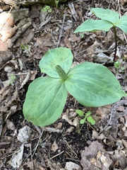 Trillium viridescens