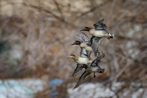 Green-winged Teal