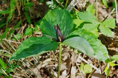 Trillium gracile