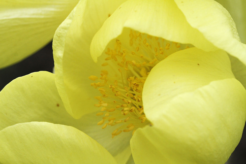 Yellow Chinese poppy
