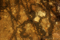 Anaxyrus americanus charlesmithi