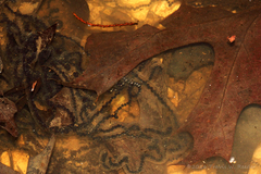 Anaxyrus americanus charlesmithi
