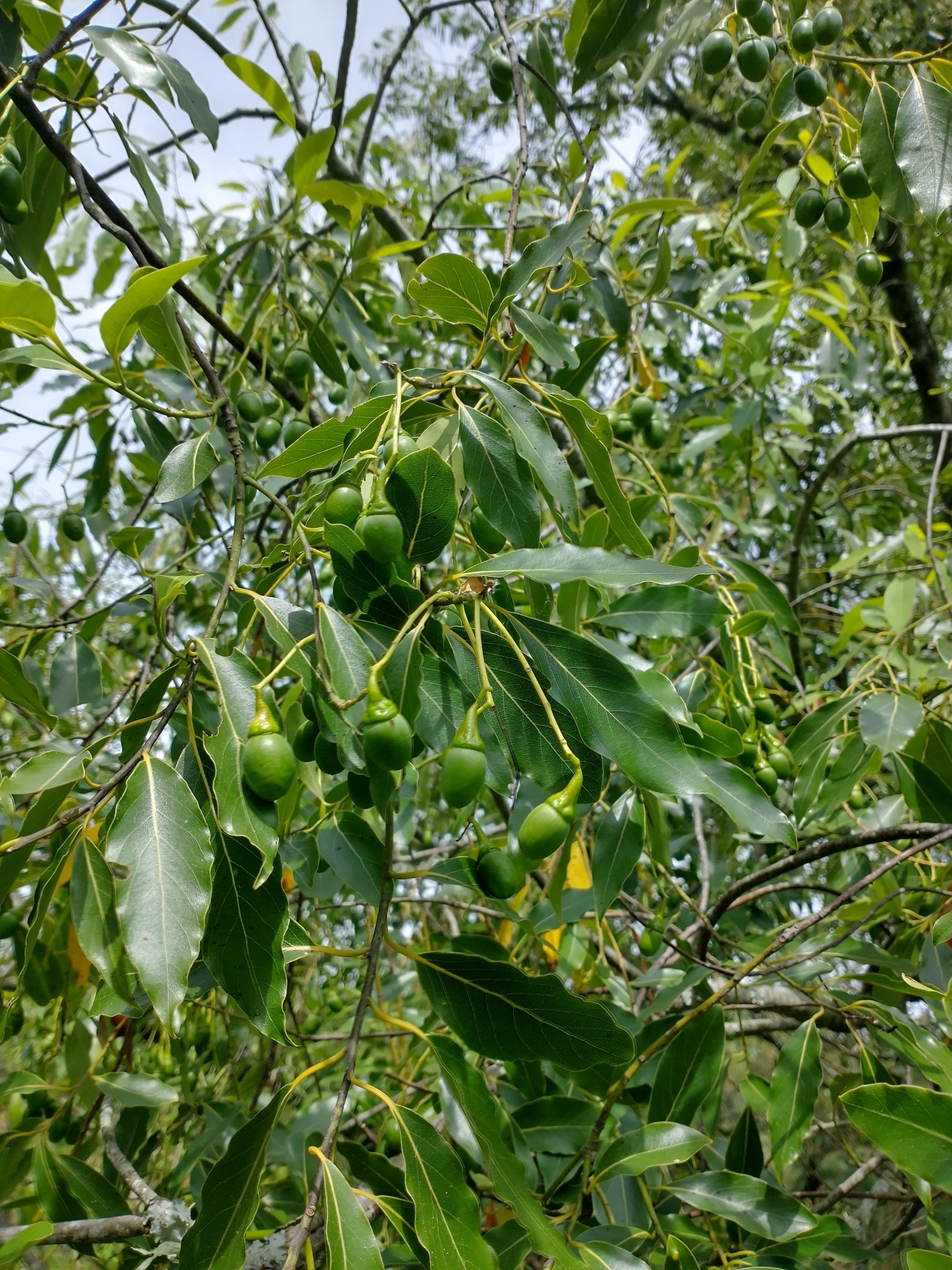Imagem de Canela-sassafrás
