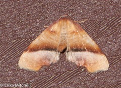Plagodis fervidaria
