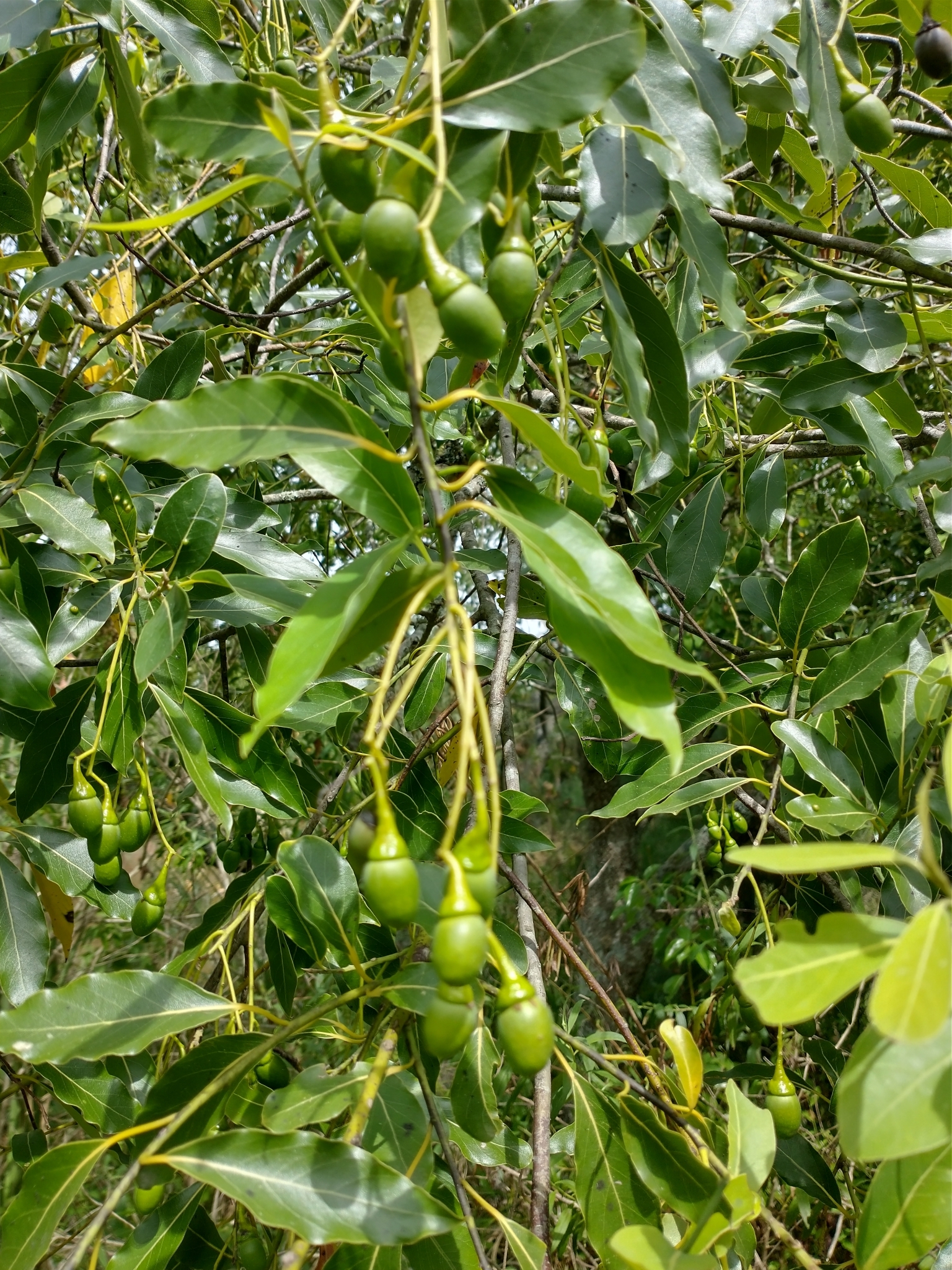 Imagem de Canela-sassafrás