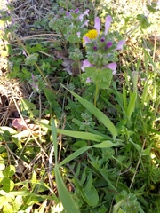 Lamium amplexicaule