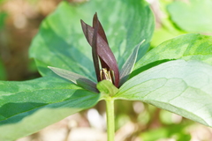 Trillium gracile