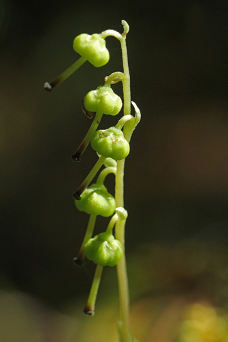 Orthilia obtusata