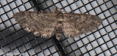 Eupithecia columbiata