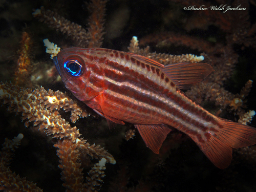 Photo of Ochre-striped cardinalfish (Ostorhinchus compressus)