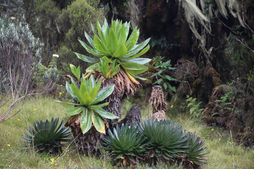 Image of Dendrosenecio adnivalis by no rights reserved