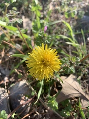 Taraxacum