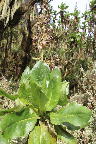 Image of Dendrosenecio adnivalis by no rights reserved