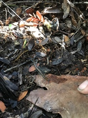 Cormocephalus rubriceps