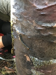 Cormocephalus rubriceps