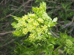 Polytaenia