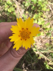 Coreopsis nuecensis