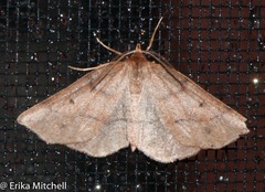 Metarranthis duaria