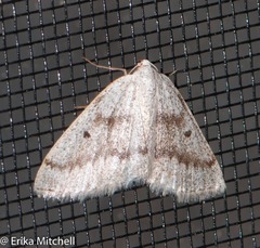 Eufidonia discospilata