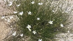 Eremogone macradenia