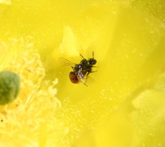 Macrotera