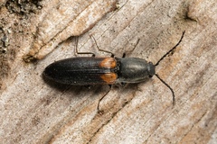 Corymbitodes xanthomus