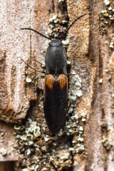 Corymbitodes xanthomus