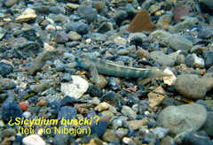 Busck's Stone-Biting Goby photo 2