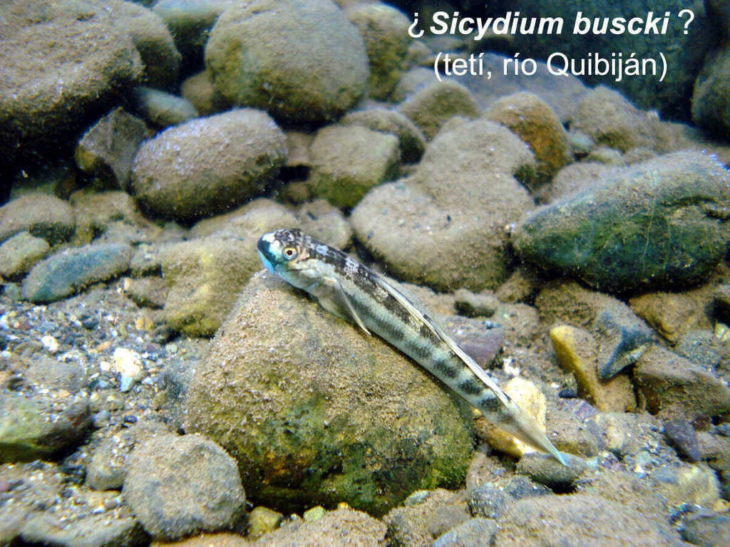 Busck's Stone-Biting Goby