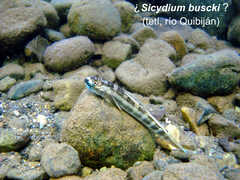 Busck's Stone-Biting Goby photo 1