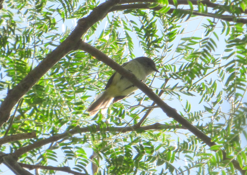 Atlantic Grey Elaenia