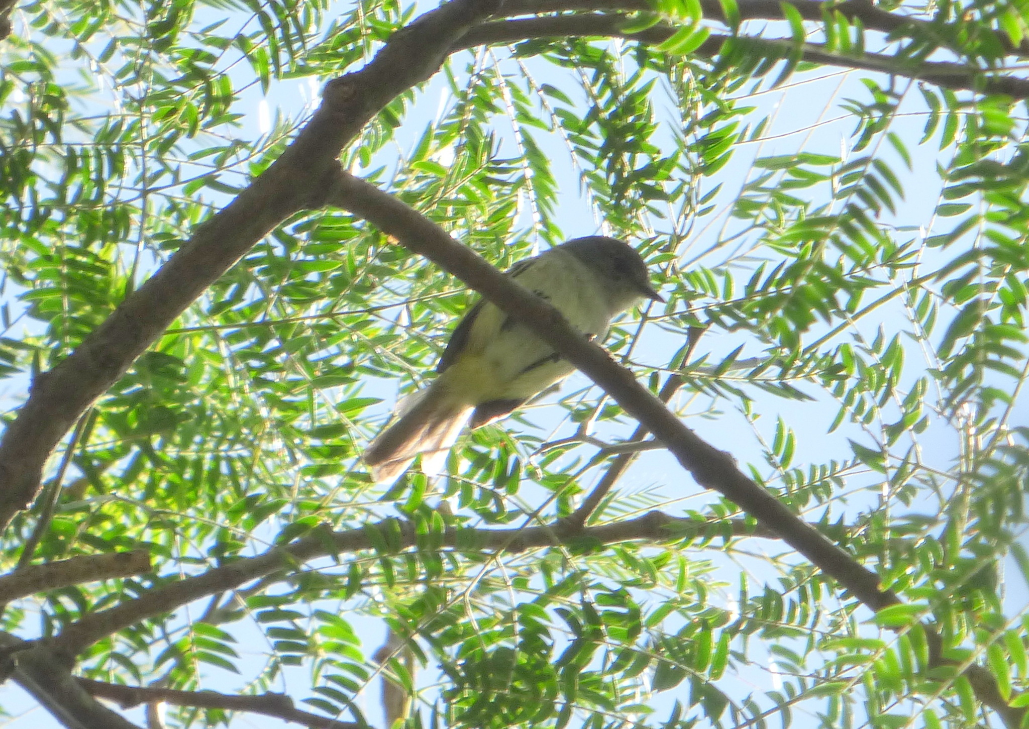 Grey-headed Elaenia (Myiopagis caniceps), photo 9