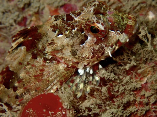 Longspined Bullhead
