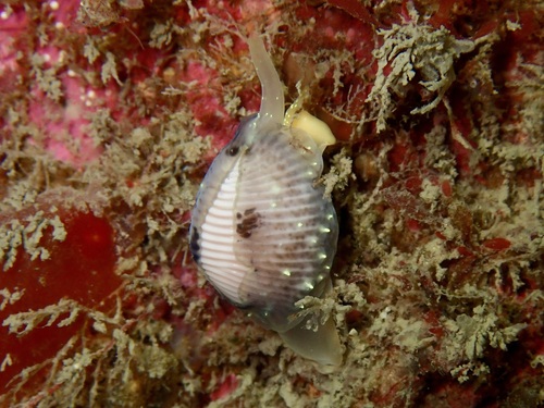 Northern Cowrie, Inner Lees Wreck, photo 5 of 10