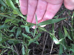 Silene laciniata laciniata