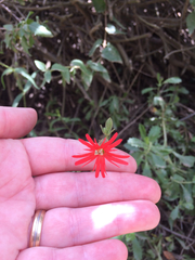Silene laciniata laciniata