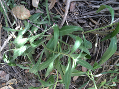 Silene laciniata laciniata